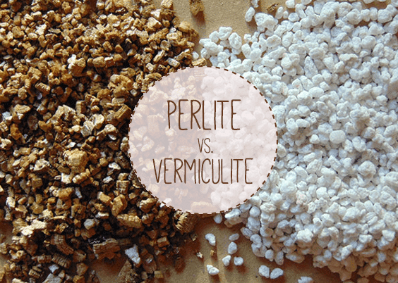 Vermiculite or Perlite? The Definitive Answer - Urban Turnip