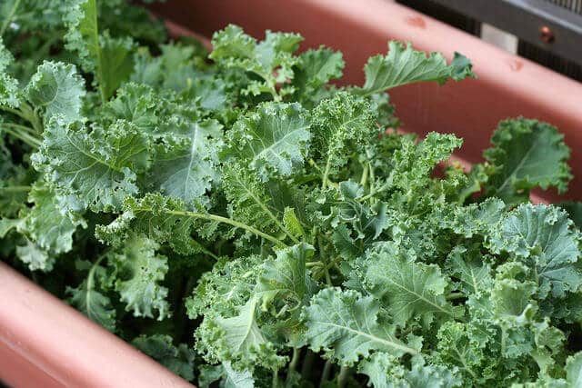 How To Grow Kale In Containers Urban Turnip