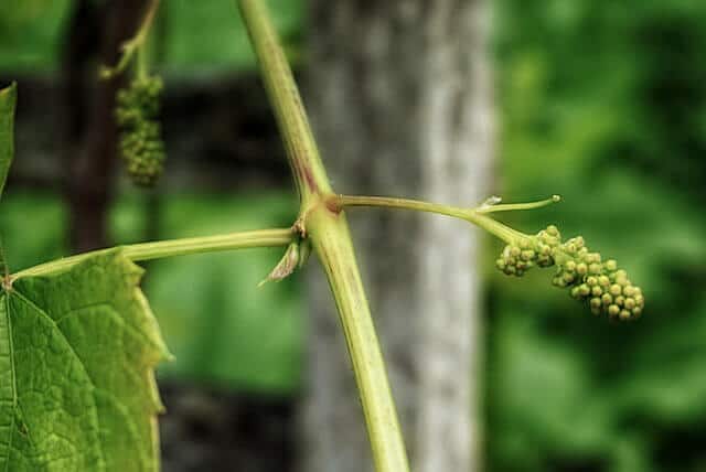 can grapes be grown in containers