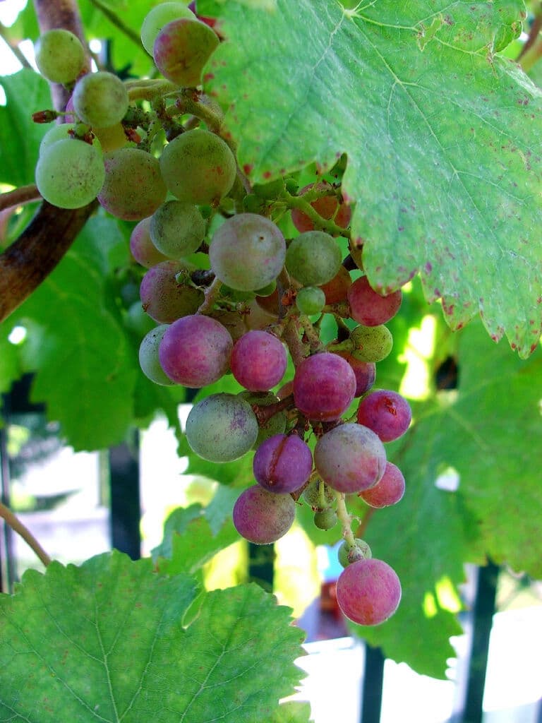 Can You Believe Hydroponics In Grape Cultivation? Find Out How ...